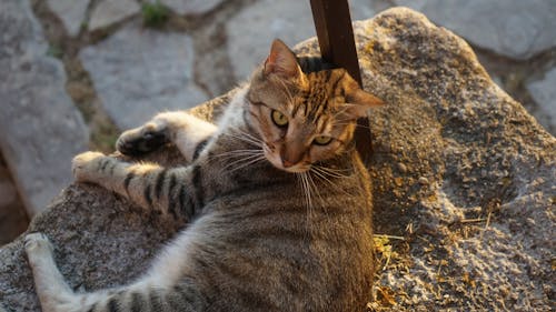 Free stock photo of animal, brown cat, brown tabby cat