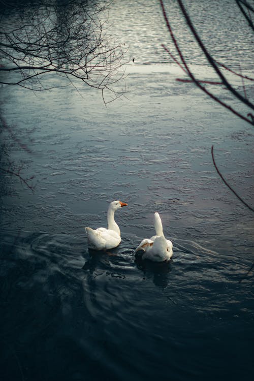 White Ducks on Lake