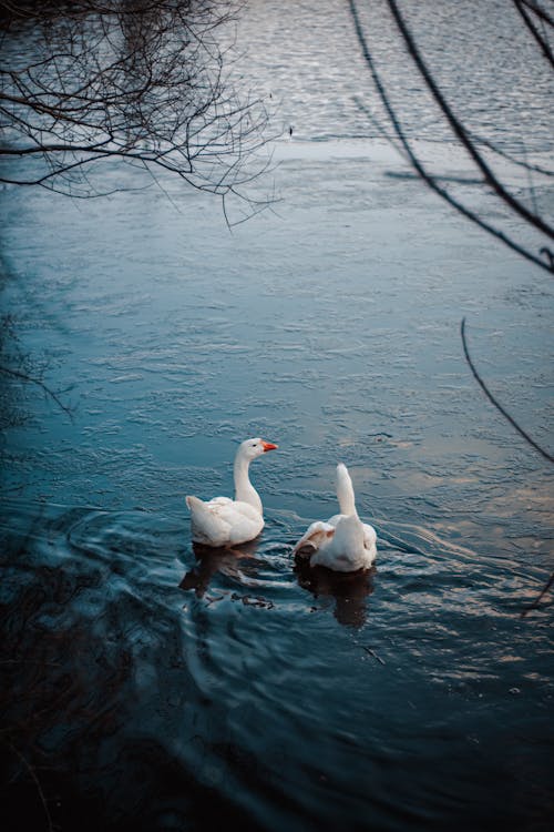 Two Ducks in River