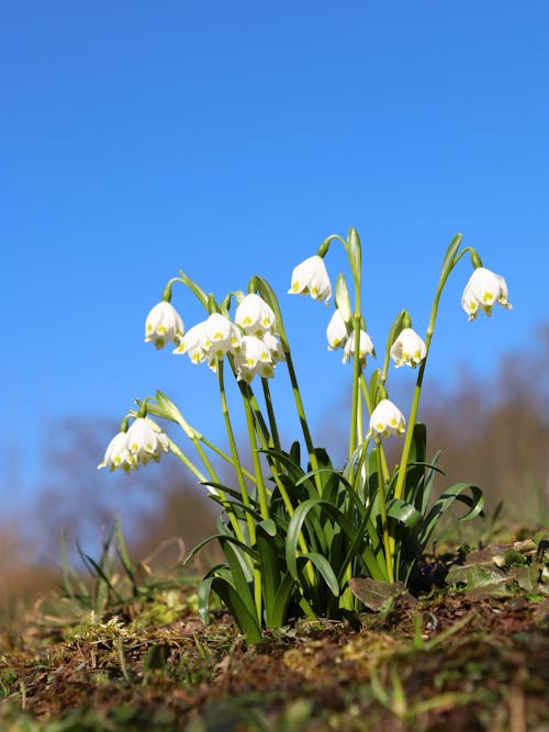 Snowdrops Blooming in Spring
