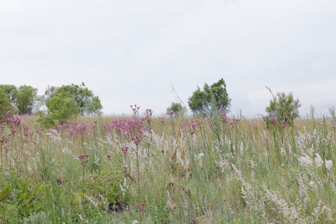 Free stock photo of flowers, grass, purple flowers