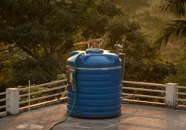 Monkeys Climbing Container On Terrace