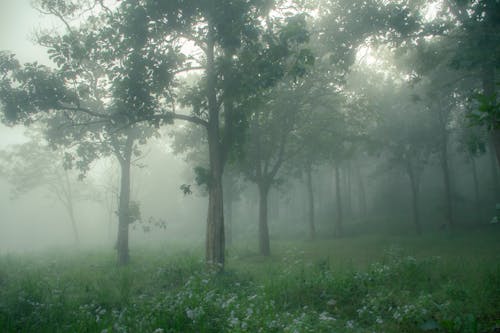 Gratis stockfoto met bomen, Bos, donker