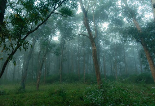 Gratis stockfoto met bomen, Bos, donker