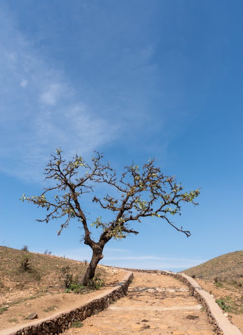 Darmowe zdjęcie z galerii z bruk, czyste niebo, drzewo