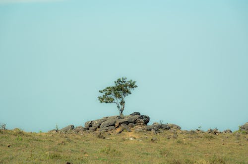 Single Tree on Rocks in Countryside