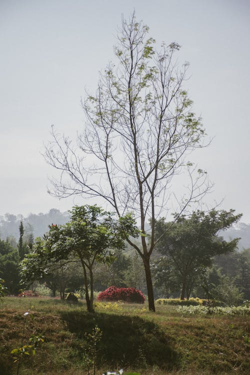 Gratis stockfoto met bomen, grasland, landelijk