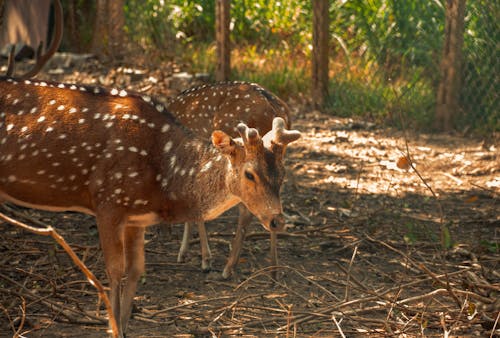 Darmowe zdjęcie z galerii z fotografia zwierzęcia, kozioł, ogród zoologiczny