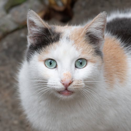 Adorable Fluffy Cat