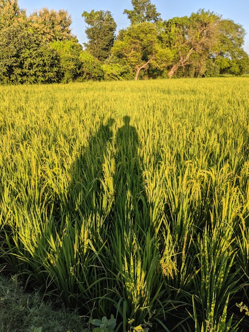 Shadow of Two People Falling on a Rice Field 