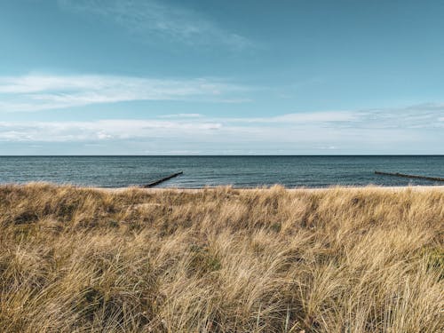 Kostenloses Stock Foto zu getrocknet, gras, horizont