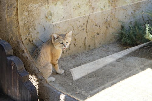 Young Wild Cat