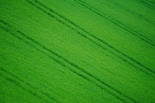 Birds Eye View of an Agricultural Field 