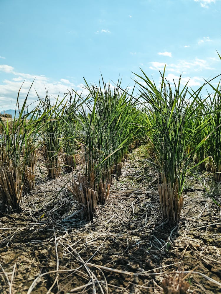 Sugarcane Plantation 