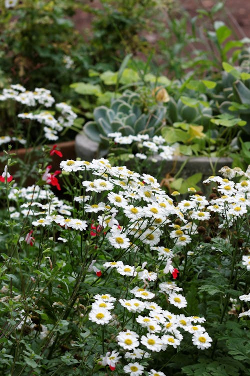 Fotobanka s bezplatnými fotkami na tému biele kvety, kvetinový záhon, kvety