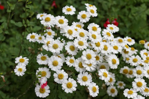 Foto profissional grátis de flores, flores brancas, jardim