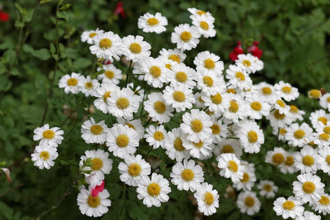 คลังภาพถ่ายฟรี ของ ดอกเดซี่, ดอกไม้, ดอกไม้สีขาว