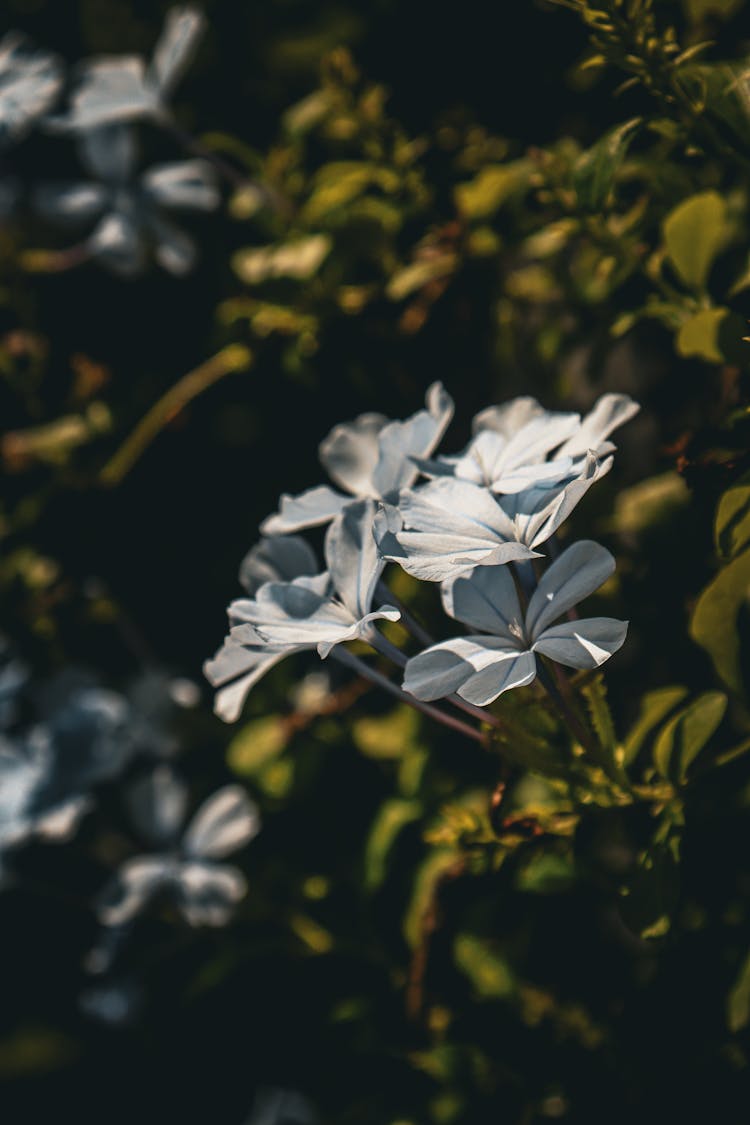 White Flowers On Bush