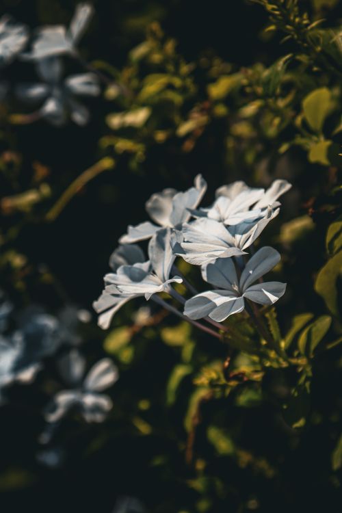 Free A detailed close-up of white flowers surrounded by lush green foliage, perfect for nature backgrounds. Stock Photo