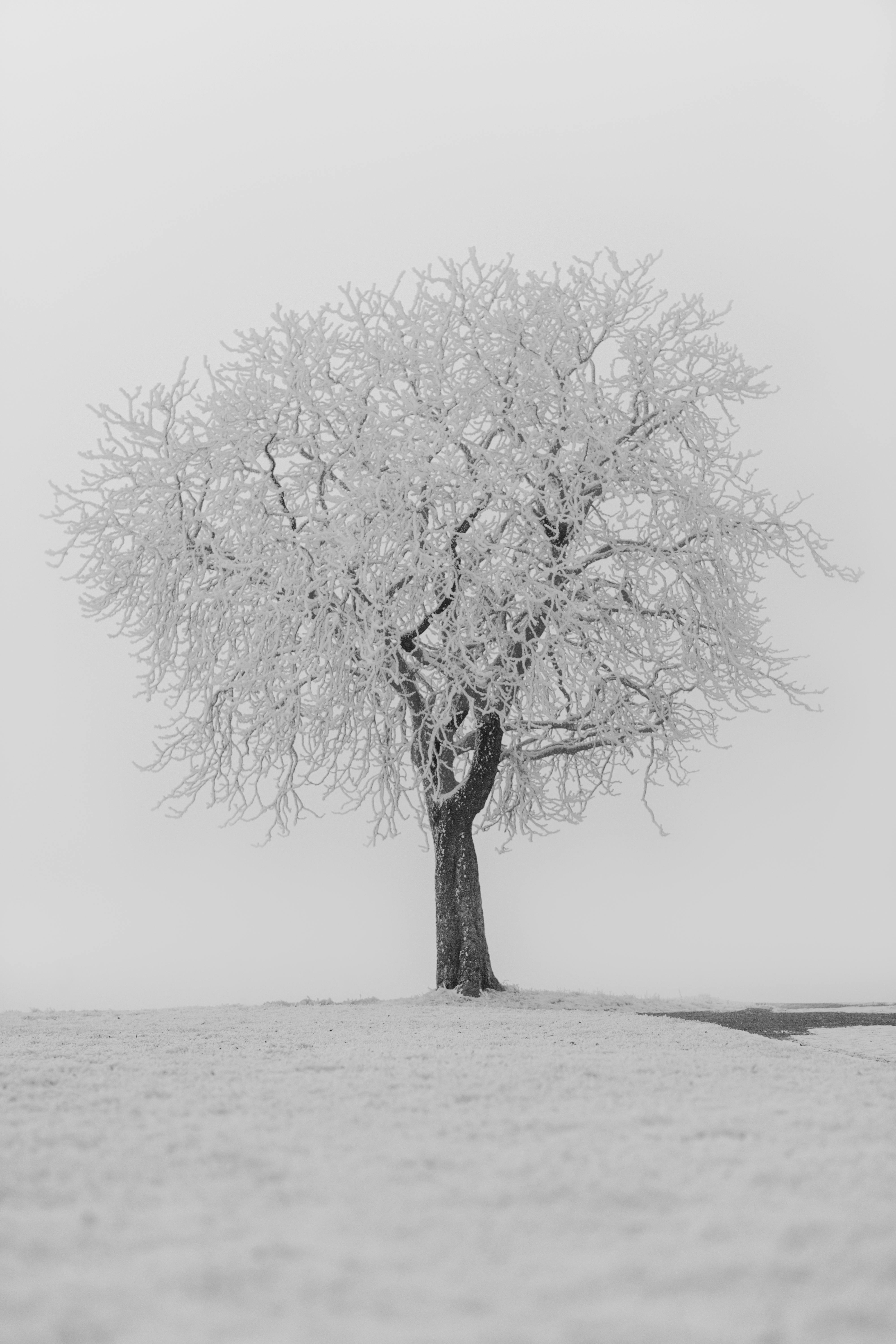 A solitary tree covered in snow stands in a tranquil, snowy winter landscape, captured in black and white.