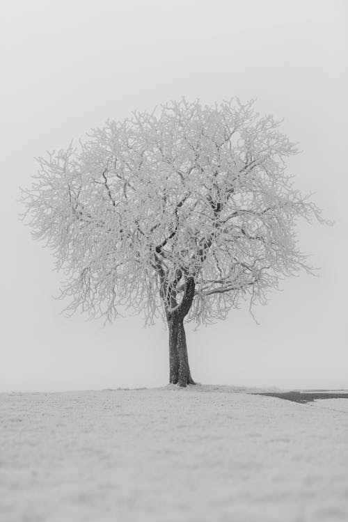 Бесплатное стоковое фото с вертикальный выстрел, дерево, зима