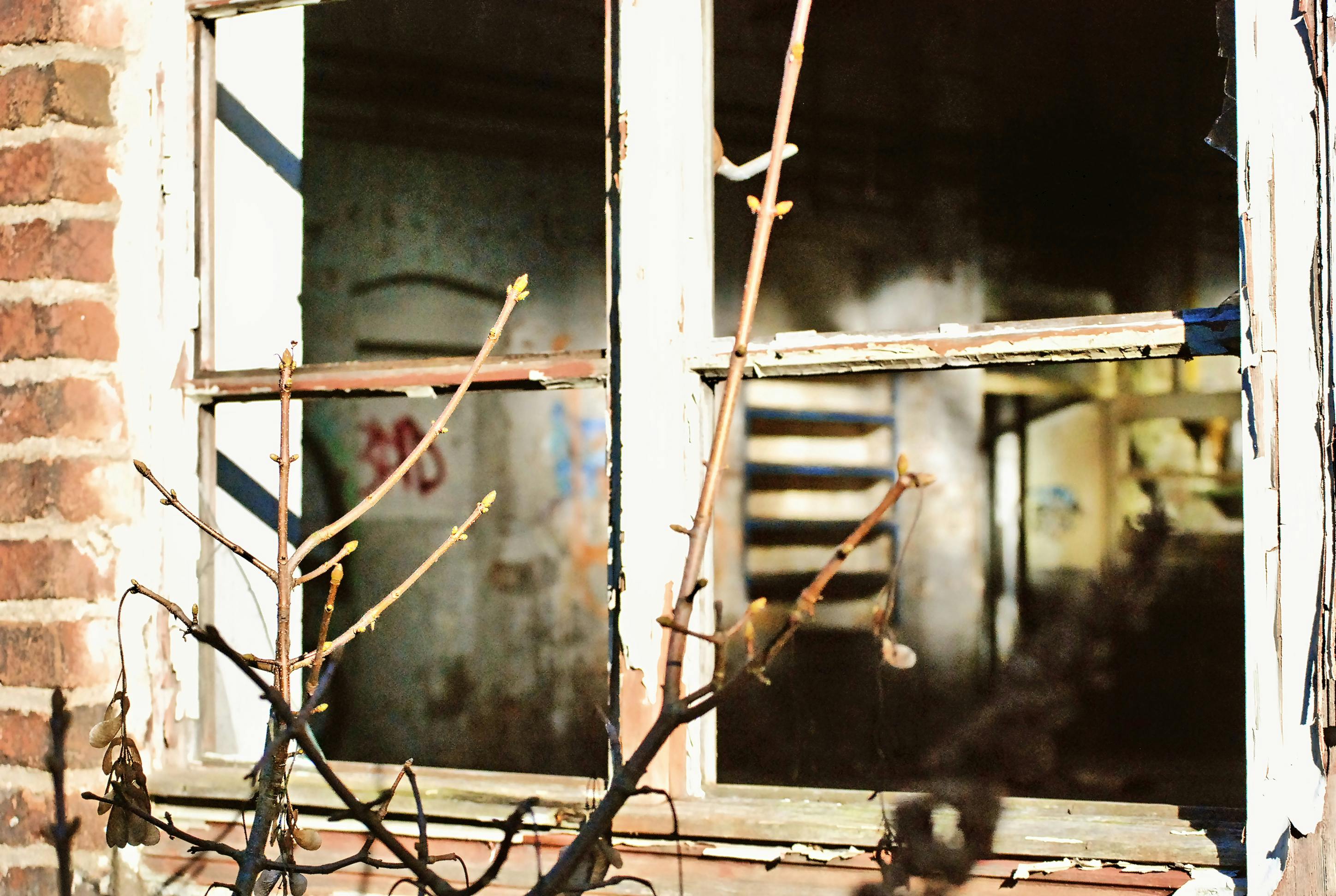 Free stock photo of abandoned building, old factory, old window