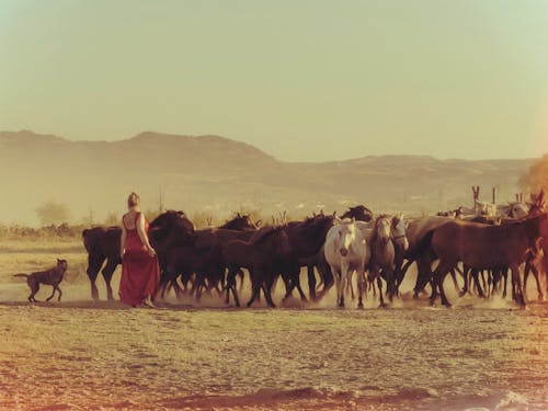 Woman in Red Dress Standing with Herd of Horses