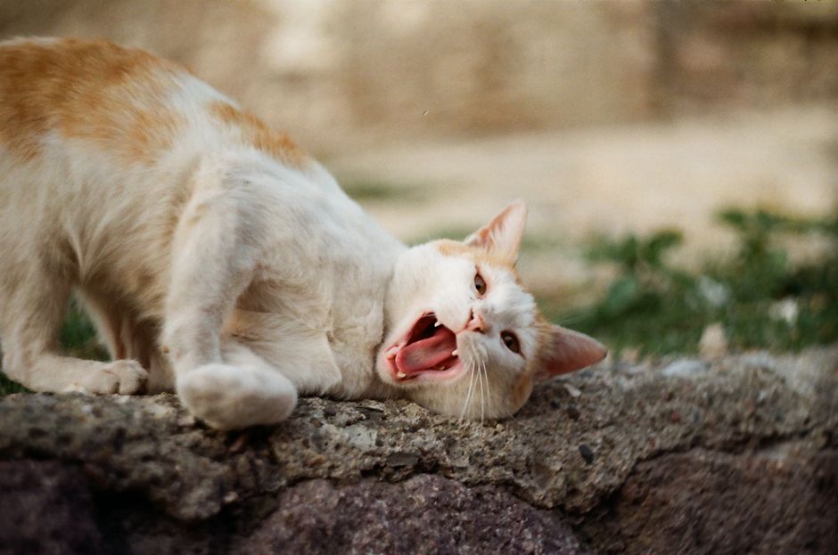 A white and orange cat playfully scratching and yawning on a rough stone surface outdoors.