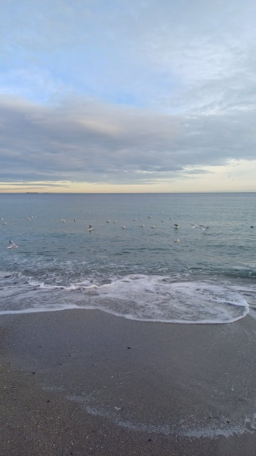 Free stock photo of birds, evening sky, sea