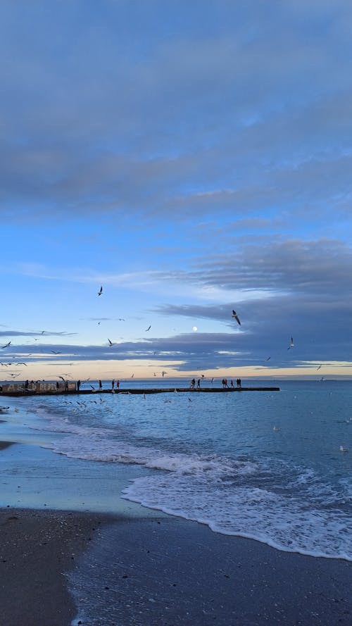 Free stock photo of birds, evening sky, moon