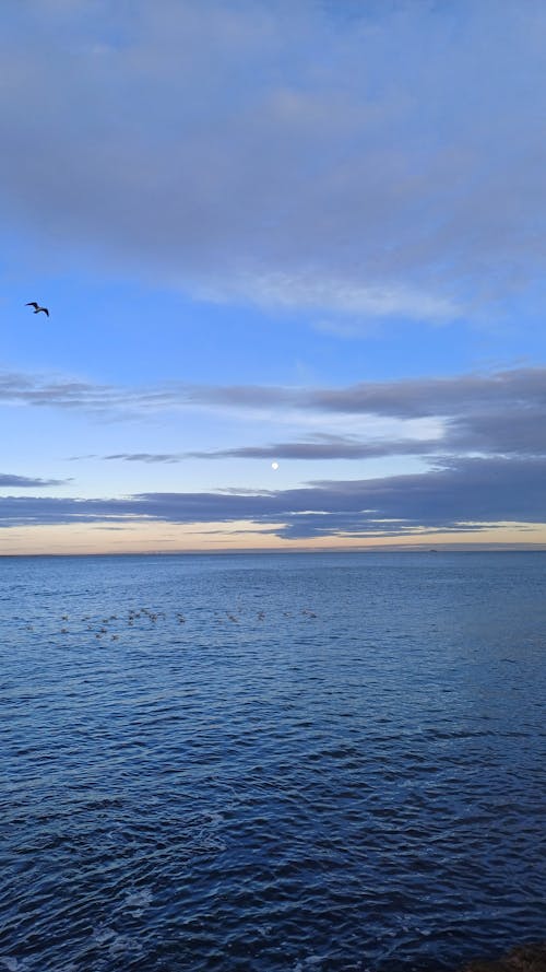 Free stock photo of birds, evening sky, moon