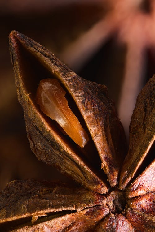 An orange star anise seed with a brown star anise seed