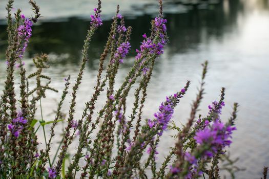 Why Invasive Plants Are Still Legal to Buy at Canadian Garden Centres