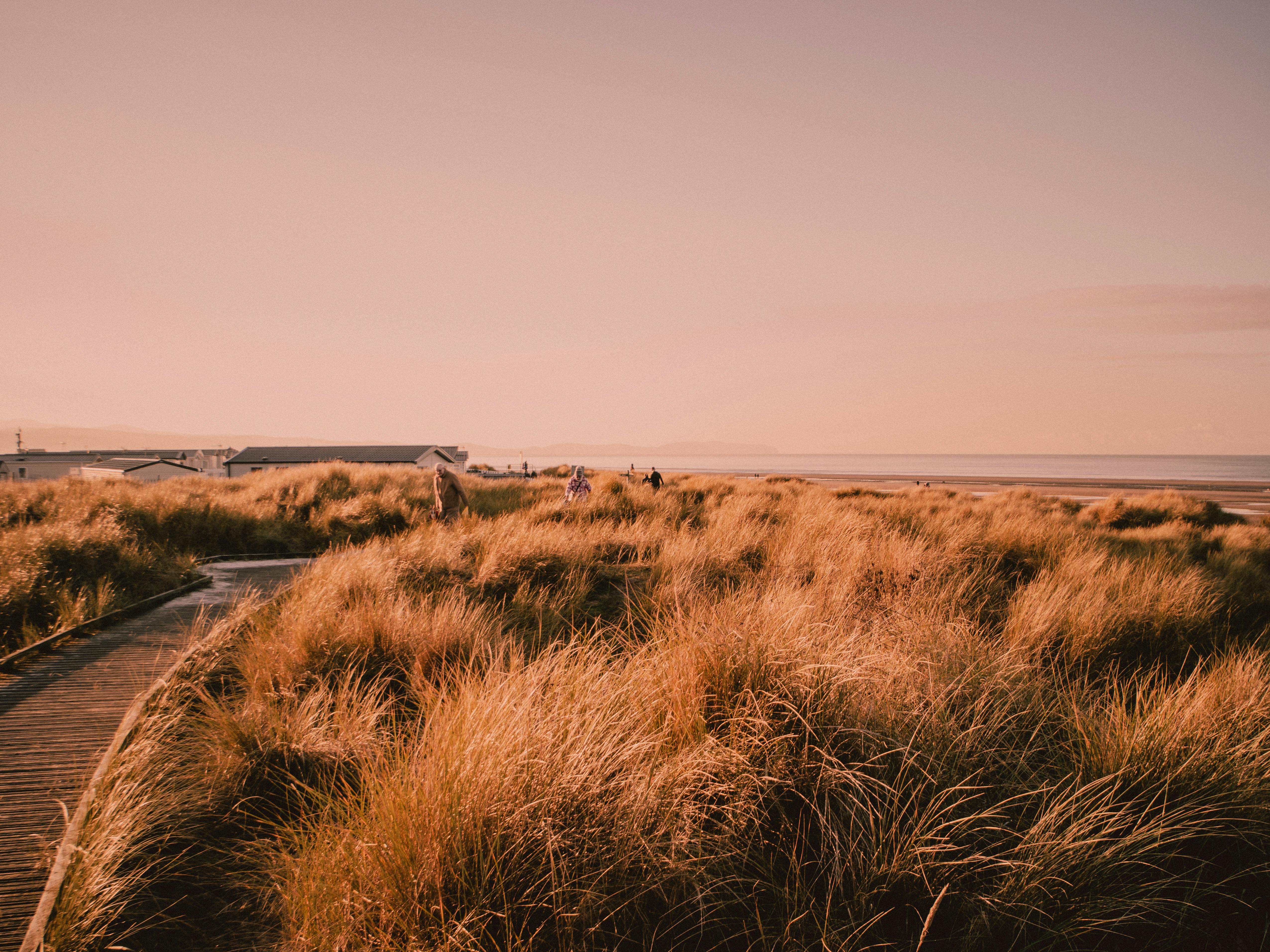Golden grasses on a coastal boardwalk with serene sea view, capturing nature's tranquil beauty.