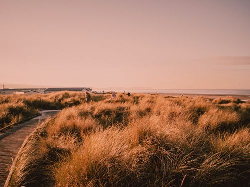 Free Golden grasses on a coastal boardwalk with serene sea view, capturing nature's tranquil beauty. Stock Photo