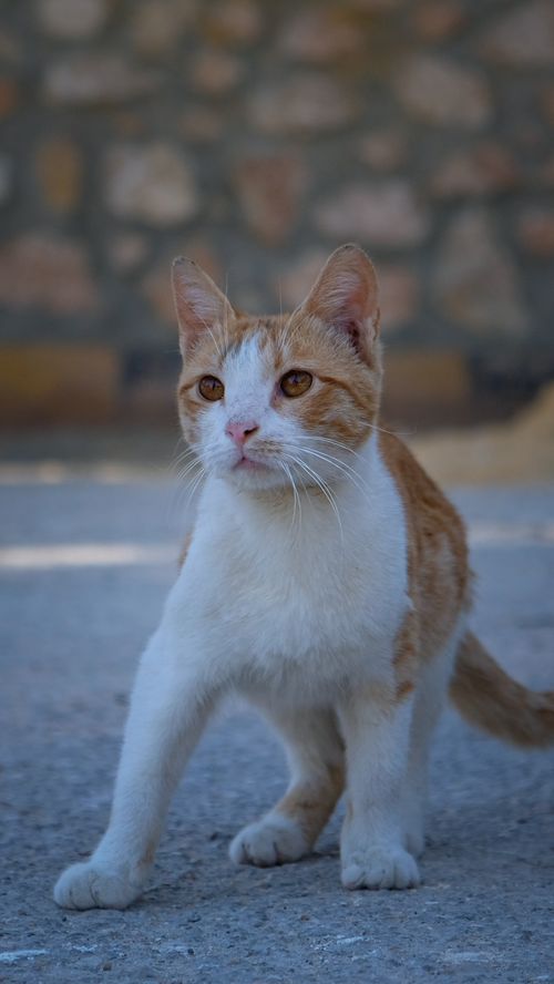 Free A ginger and white cat sitting on a sunlit pavement against a stone wall. Stock Photo