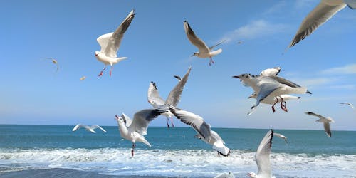 Immagine gratuita di birds_flying, concorrenza, gabbiani