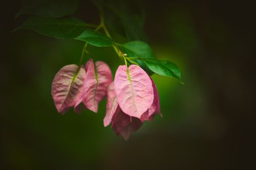 Free Close-up of pink bougainvillea flowers with green leaves on a dark background. Stock Photo