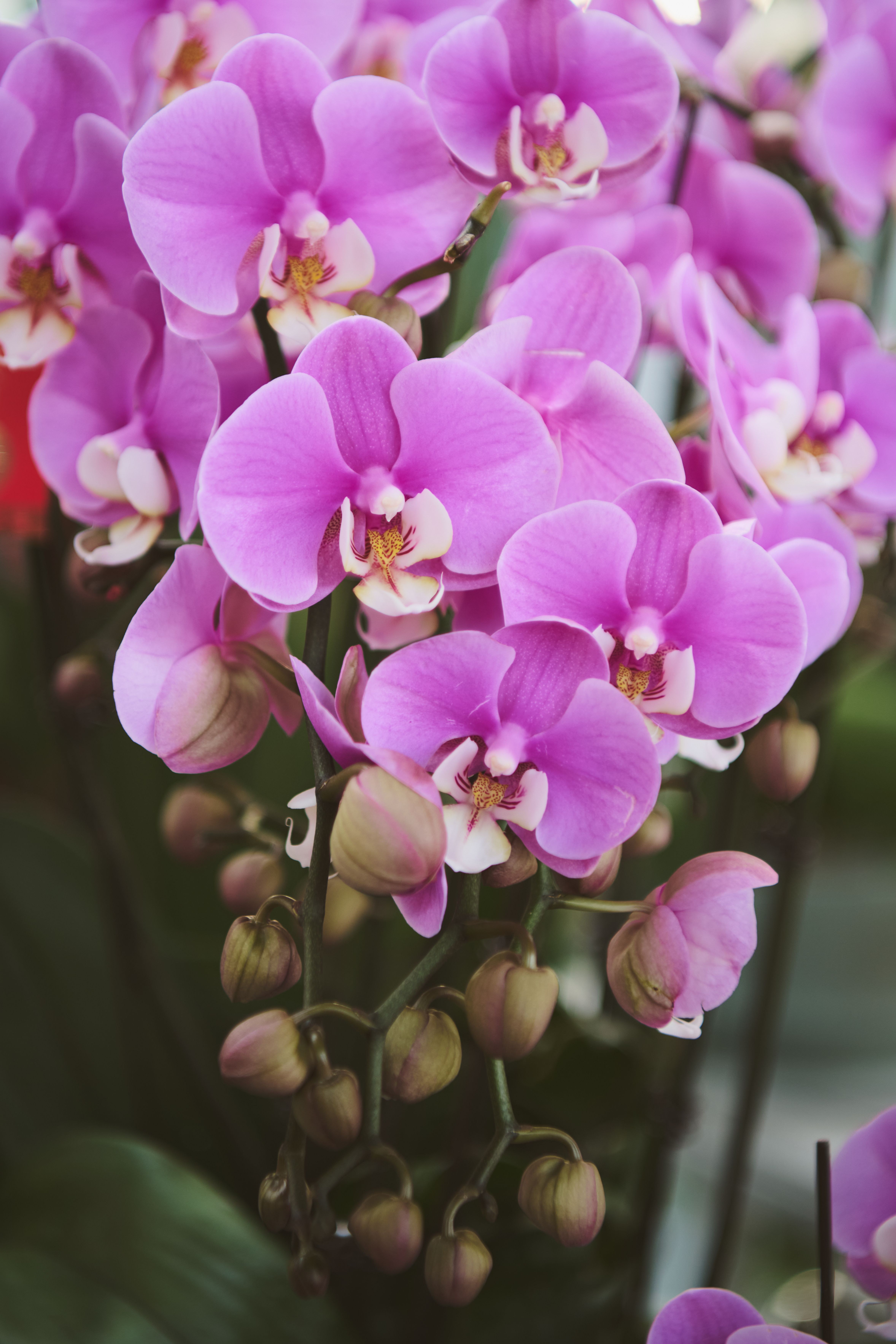 Purple orchid in bloom