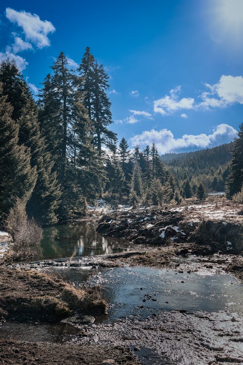 Imagine de stoc gratuită din apă curgătoare, arbori, călătorie