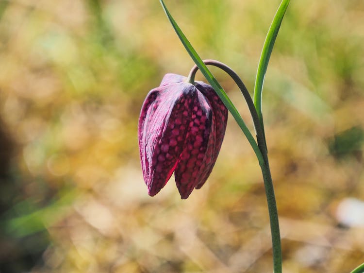 Snakes Head Flower