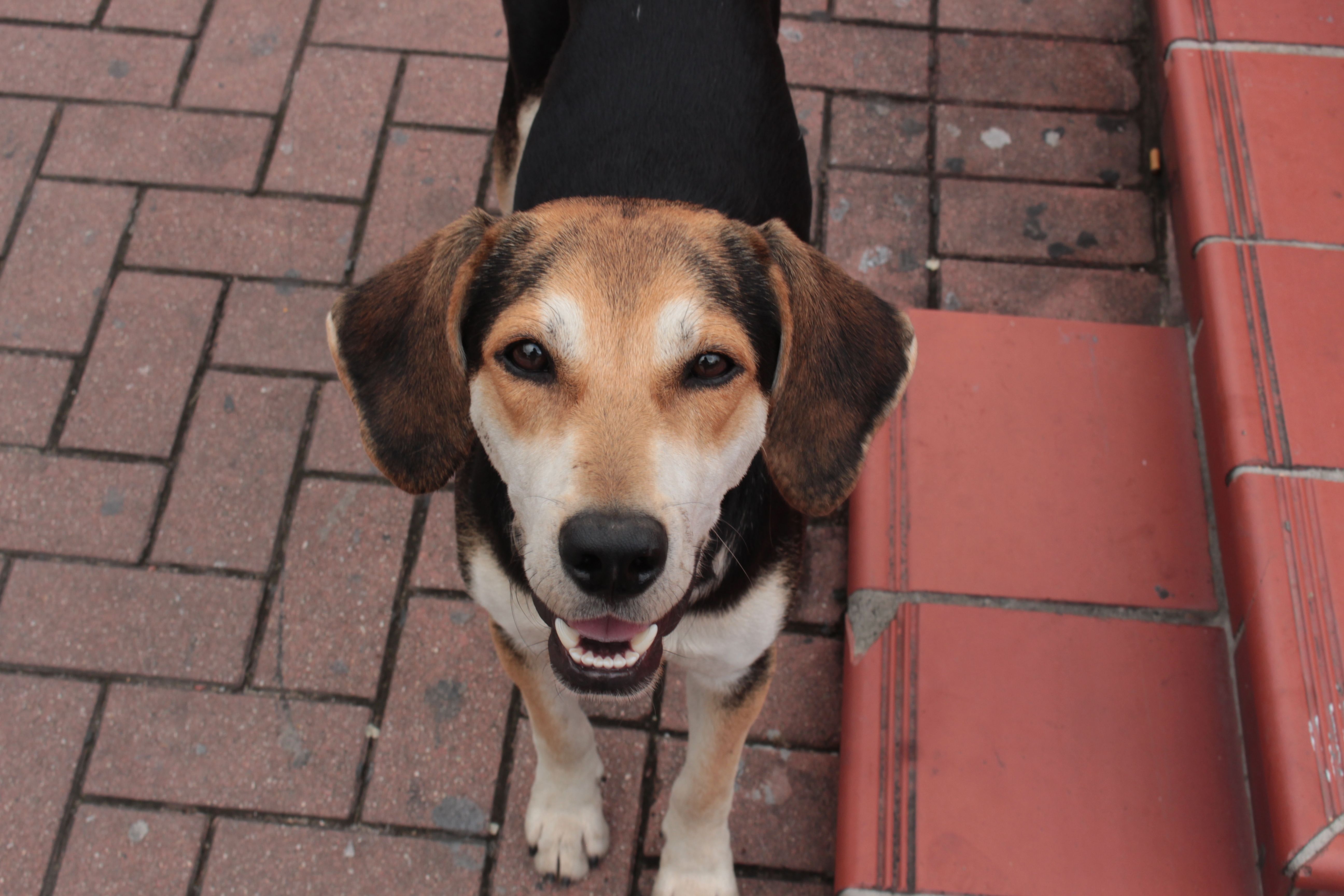 Healthcare and wellness consultation for a dog