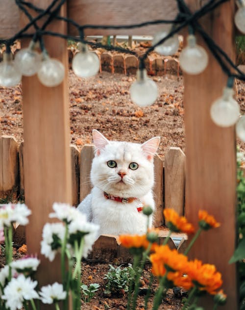 Foto profissional grátis de animal de estimação, branco, cabeça