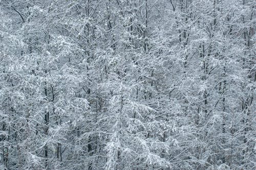 Fotobanka s bezplatnými fotkami na tému chladný, lesy, letecké snímkovanie