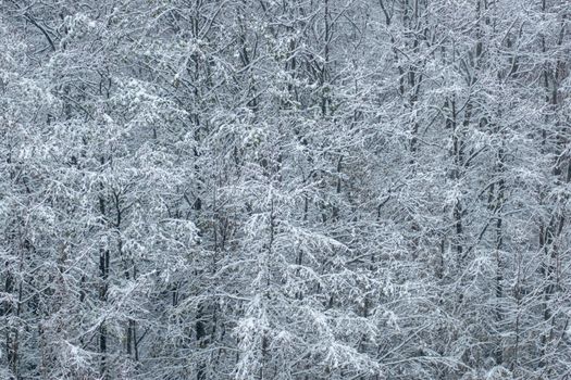 A mesmerizing aerial view of a snow-covered forest, capturing the serene beauty of winter.