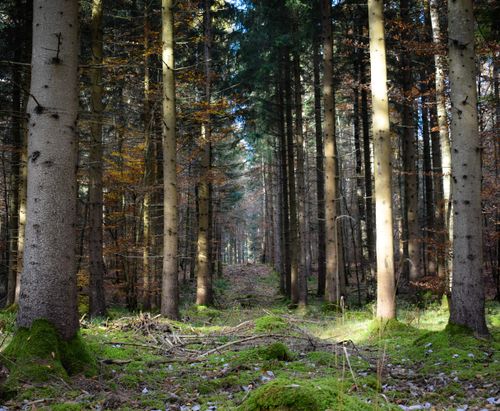 Free Sunlight filters through tall trees in a tranquil summer forest, creating a serene and picturesque path. Stock Photo