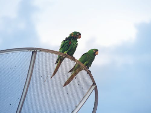 Бесплатное стоковое фото с Белоглазые попугаи, зеленые перья, зоопарк