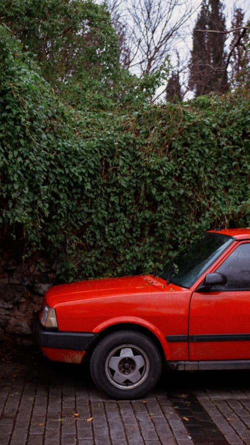 Fotos de stock gratuitas de coche, hiedra, hojas