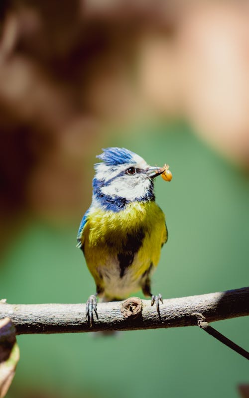 Kostenloses Stock Foto zu ast, beute, eurasischen blauen tit