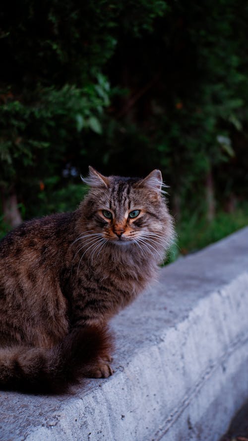 Gratis stockfoto met dierenfotografie, huisdier, kat